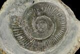 Ammonite (Dactylioceras) Fossil - England #127479-1